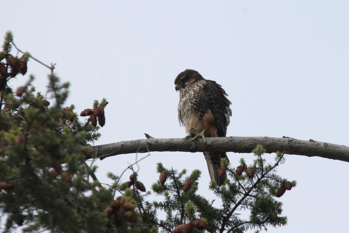 New Zealand Falcon (Falco novaeseelandiae)